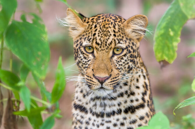 South Luangwa photographic workshops with David Rogers.