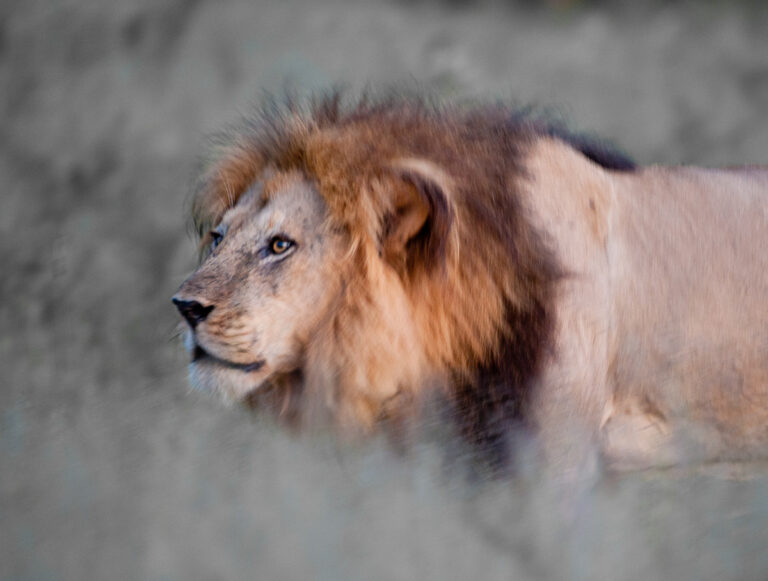 Botswana Okavango Workshops with David Rogers
