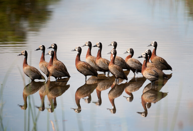 Botswana Okavango Workshops with David Rogers