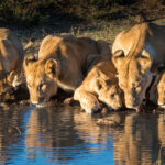 Kenya Masai Mara photographic workshop with David Rogers