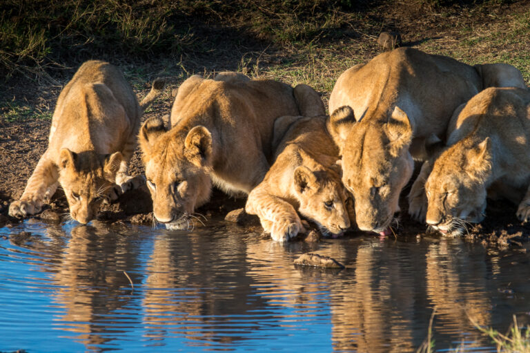 Kenya Masai Mara photographic workshop with David Rogers