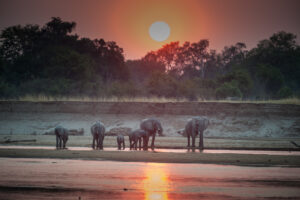 South Luangwa photographic workshops with David Rogers.
