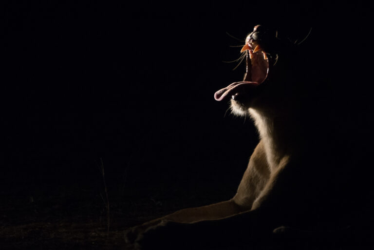 South Luangwa photographic workshops with David Rogers.
