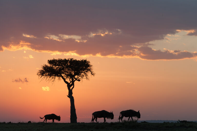 Kenya Masai Mara photographic workshop with David Rogers