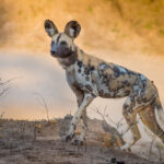 wild-dogs-of-South-Luangwa