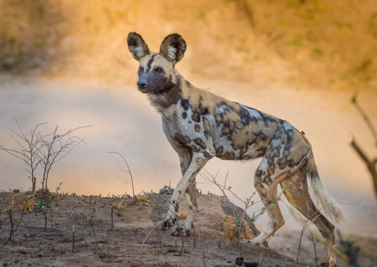 201711_Luangwa_455