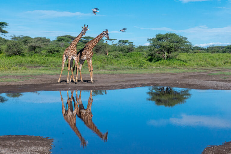 Ndutu, Tanzania, Serengeti, photo workshop with David Rogers