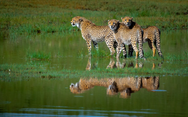 Ndutu, Tanzania, Serengeti, photo workshop with David Rogers
