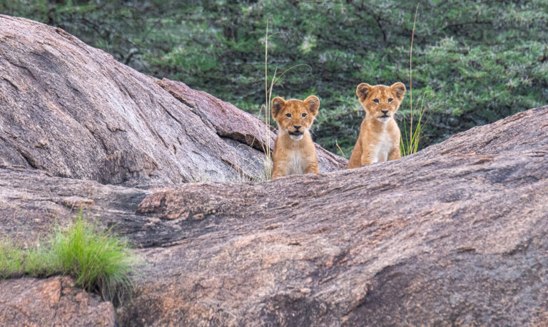 Tanzania, Serengeti, photo workshop with David Rogers
