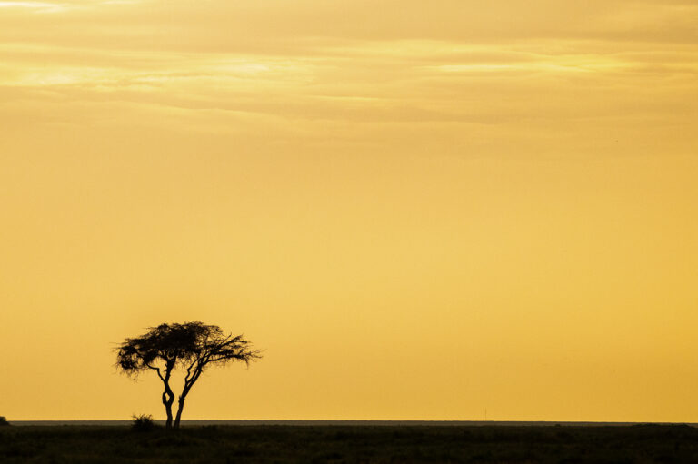 Tanzania, Serengeti, photo workshop with David Rogers