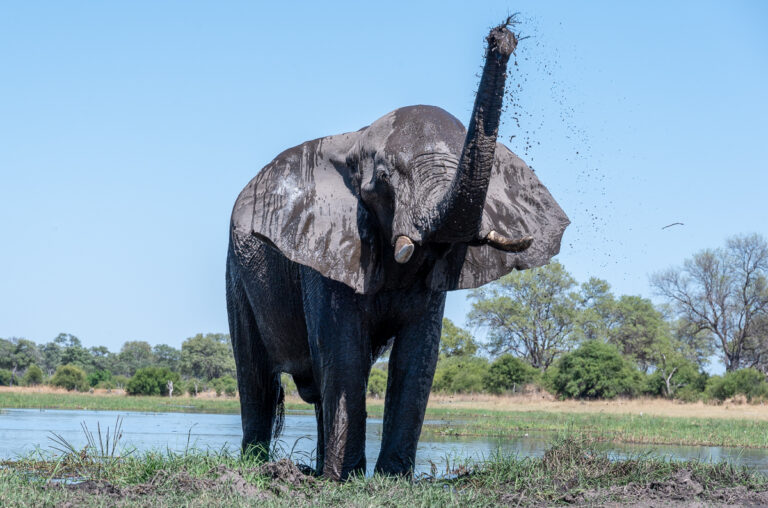 Botswana Okavango Workshops with David Rogers
