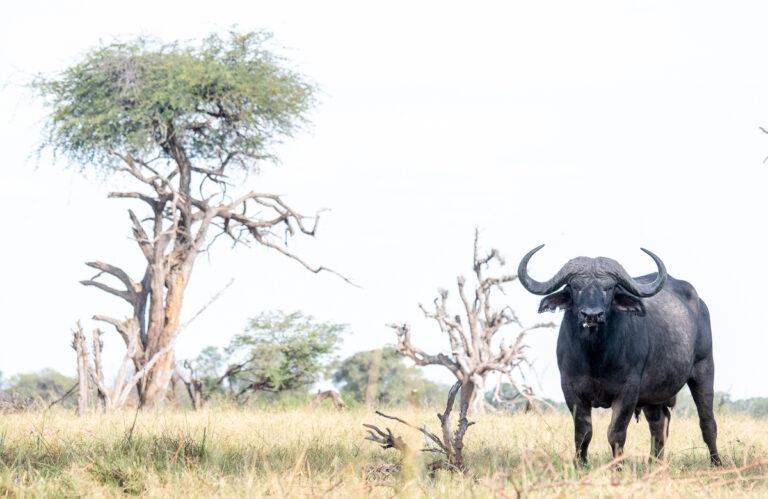 Botswana Okavango Workshops with David Rogers