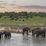 Mala-Mala-elephants