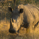 Mala-Mala-white-rhino