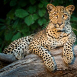 South-luangwa-leopards