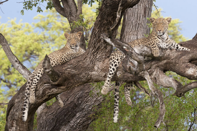 leopard-Okavango-Botswana