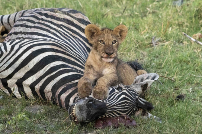 Lion-cub-Okavango-Botswana