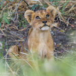 kruger-safari