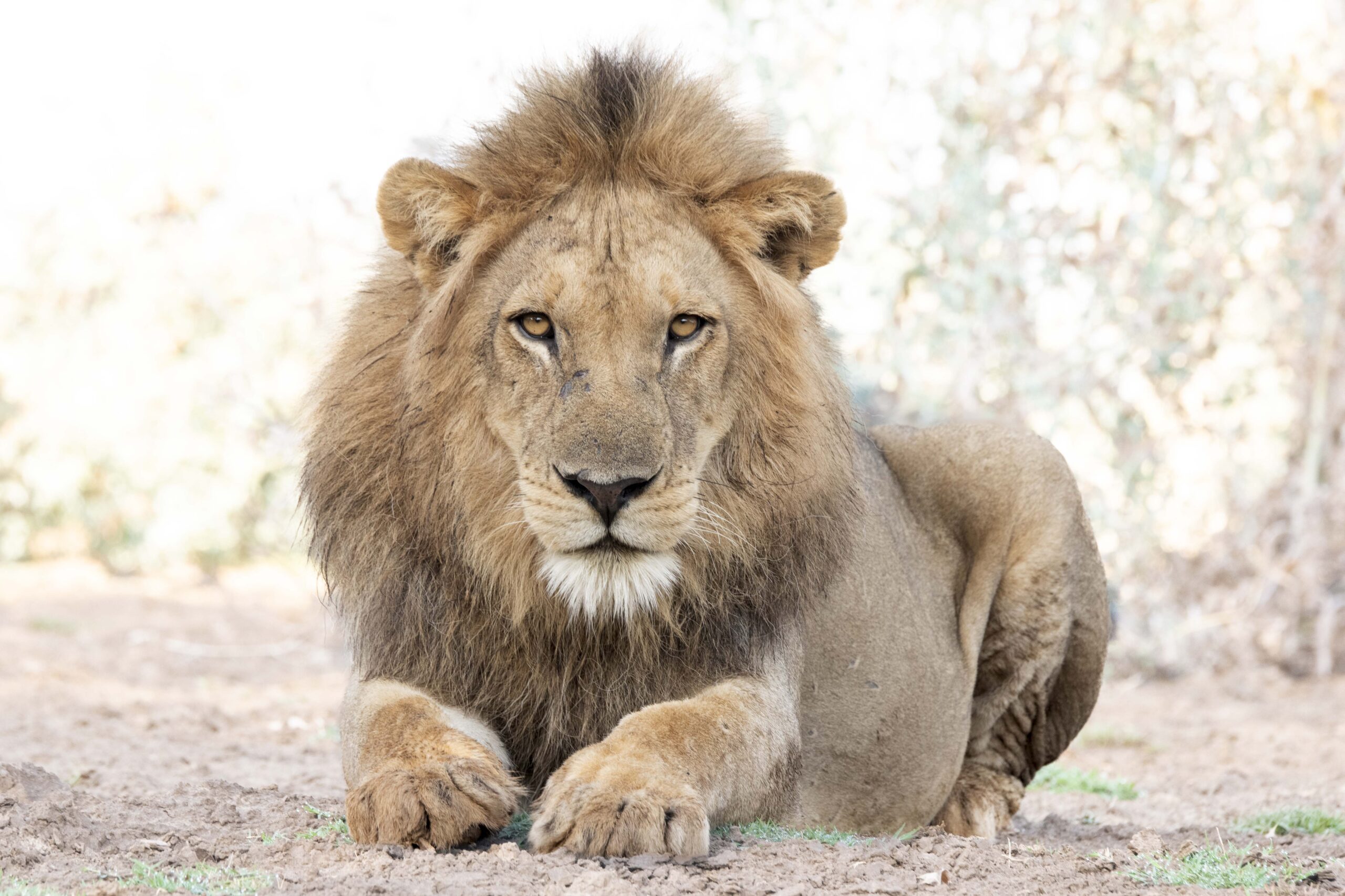 Big Cats and where to find them